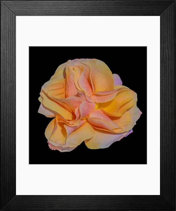 Framed Print : Bright color still life floral macro flower portrait of a single isolated yellow red orange flowering blooming rose Framed Print : Bright color still life floral macro flower portrait of a single isolated yellow red orange flowering blooming rose
