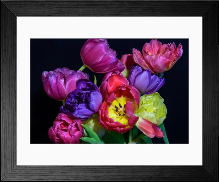 Framed Print : Fine art floral still life colorful flower macro of a flowering tulip blossom bouquet / bunch on black background in Framed Print : Fine art floral still life colorful flower macro of a flowering tulip blossom bouquet / bunch on black background in