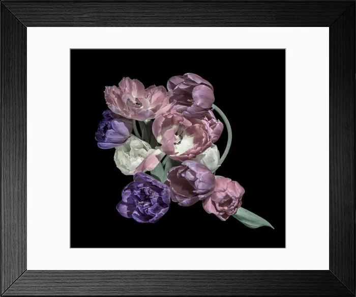Framed Print : Fine art floral still life pastel colored flower macro of a flowering tulip blossom bouquet / bunch on black background Framed Print : Fine art floral still life pastel colored flower macro of a flowering tulip blossom bouquet / bunch on black background