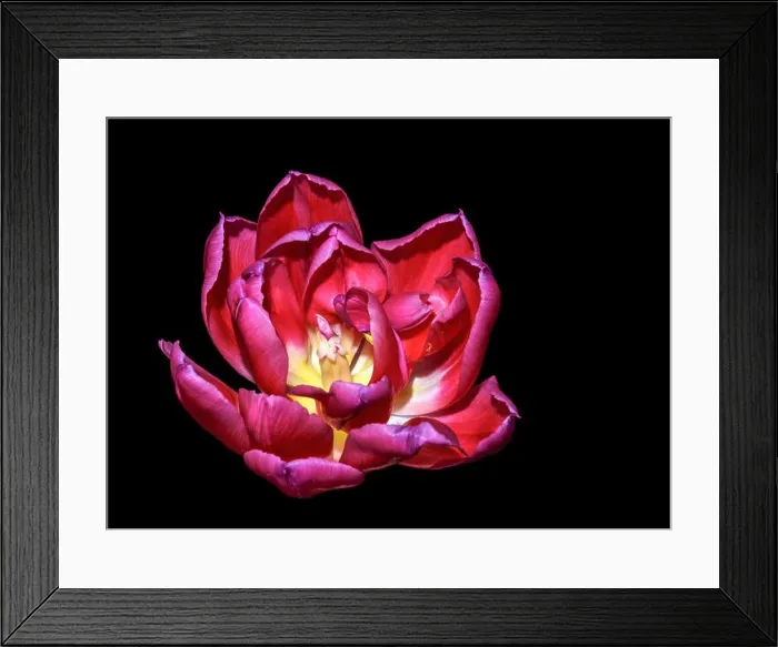 Framed Print : Fine art still life bright colorful macro flower portrait of a single isolated red fully wide opened blooming tulip Framed Print : Fine art still life bright colorful macro flower portrait of a single isolated red fully wide opened blooming tulip