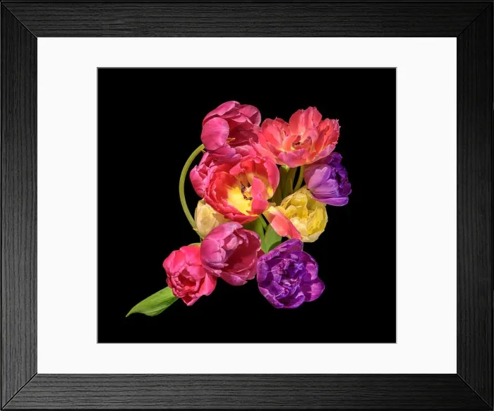Framed Print : Fine art floral still life colorful flower macro of a flowering tulip blossom bouquet / bunch on black background in Framed Print : Fine art floral still life colorful flower macro of a flowering tulip blossom bouquet / bunch on black background in