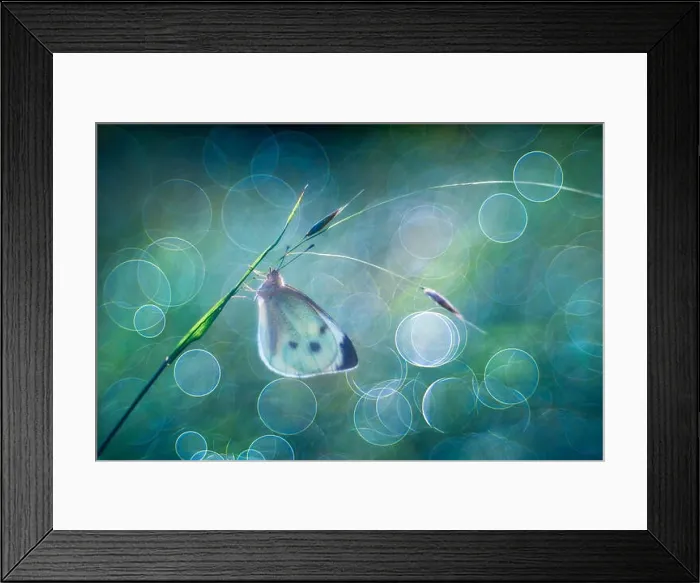 Framed Print : Pieris brassicae large white butterfly Framed Print : Pieris brassicae large white butterfly