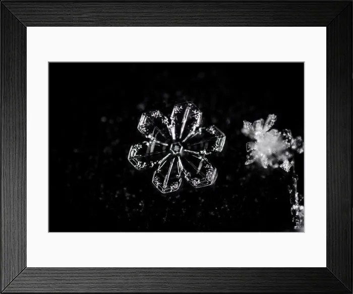Framed Print : Real snowflake on black backgroun macro photography Framed Print : Real snowflake on black backgroun macro photography