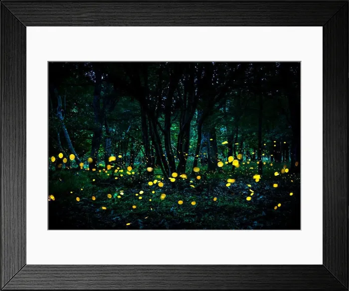 Framed Print : Fireflies flying in the forest at twilight Framed Print : Fireflies flying in the forest at twilight