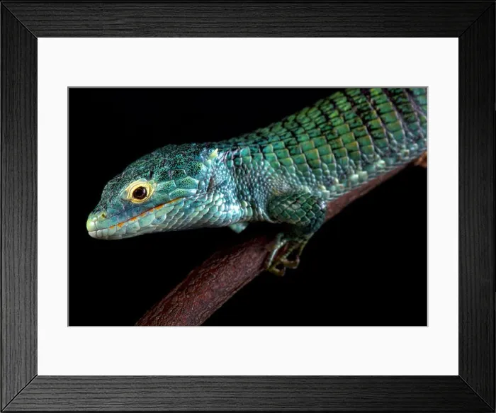 Framed Print : Bocourt's arboreal alligator lizard (Abronia vasconcelosii)