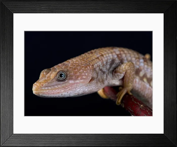 Framed Print : Texas alligator lizard (Gerrhonotus infernalis) Framed Print : Texas alligator lizard (Gerrhonotus infernalis)