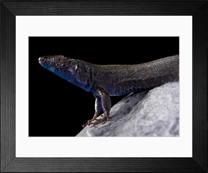 Framed Print : Na Bosc island lizard (Podarcis pityusensis gorrae) Framed Print : Na Bosc island lizard (Podarcis pityusensis gorrae)