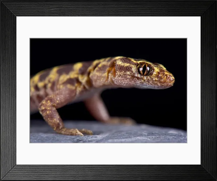 Framed Print : Granite night lizard (Xantusia henshawi ) Framed Print : Granite night lizard (Xantusia henshawi )