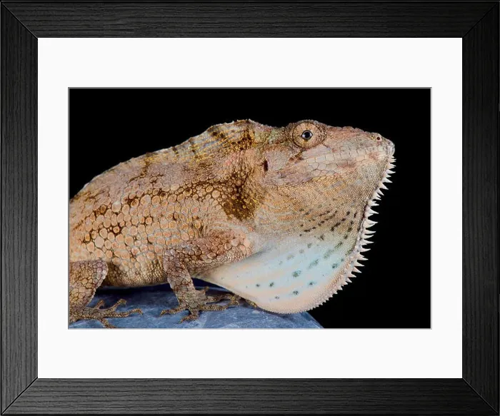 Framed Print : The Cuban giant bearded anole (Anolis barbatus) is a giant Framed Print : The Cuban giant bearded anole (Anolis barbatus) is a giant