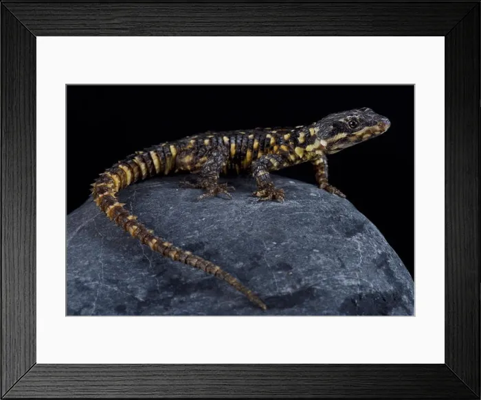 Framed Print : The Barberton dragon lizard (Smaug warreni barbertonensis) is endemic to the Barberton region Framed Print : The Barberton dragon lizard (Smaug warreni barbertonensis) is endemic to the Barberton region
