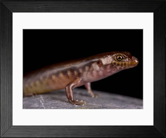 Framed Print : The New Caledonian night skink (Kanakysaurus viviparus)