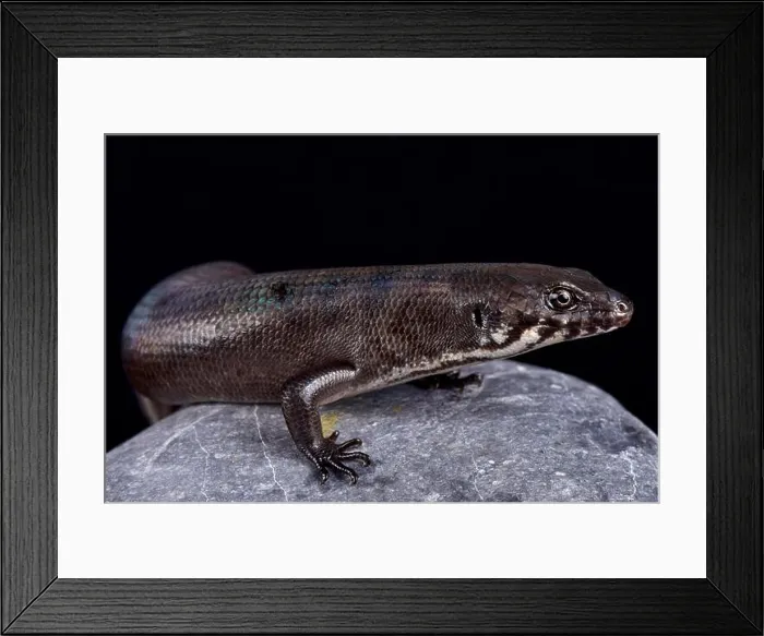 Framed Print : Odd-chinned Giant Skink (Eugongylus mentovarius) is a giant predatory skink species endemic to Halmahera island Framed Print : Odd-chinned Giant Skink (Eugongylus mentovarius) is a giant predatory skink species endemic to Halmahera island