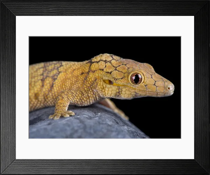 Framed Print : The Large-scaled chameleon gecko (Eurydactylodes symmetricus) is an endangered gecko species from New Caledonia Framed Print : The Large-scaled chameleon gecko (Eurydactylodes symmetricus) is an endangered gecko species from New Caledonia