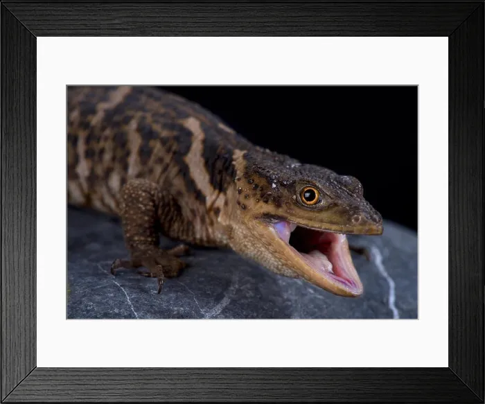 Framed Print : The Sierra Gorda rock lizard (Xenosaurus mendozai) is a recently described lizard species from Mexico Framed Print : The Sierra Gorda rock lizard (Xenosaurus mendozai) is a recently described lizard species from Mexico