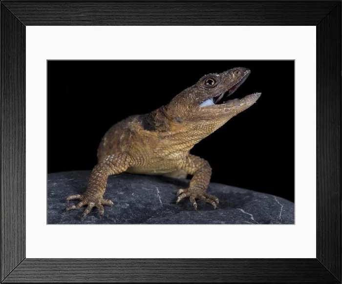 Framed Print : San Martin rock lizard (Xenosaurus sanmartinensis) Framed Print : San Martin rock lizard (Xenosaurus sanmartinensis)