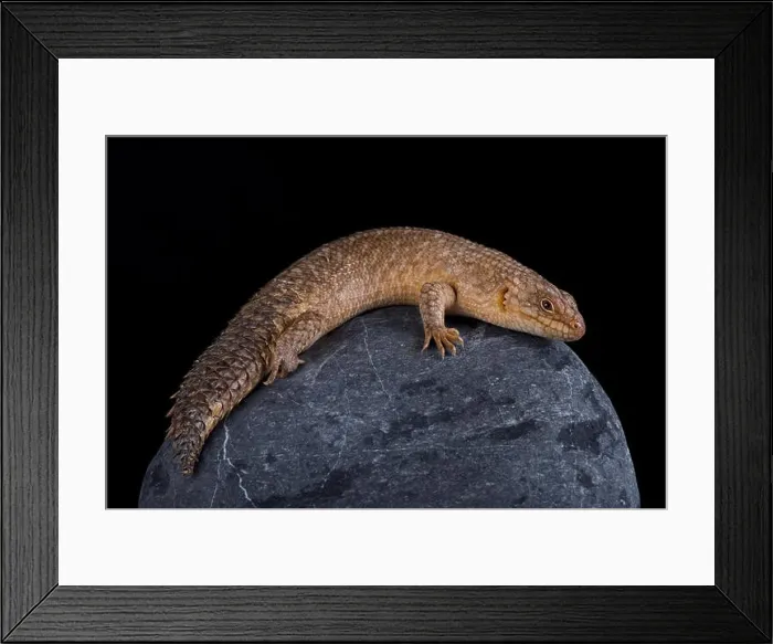Framed Print : The Gidgee Spiny-tailed Skink (Egernia stokesii) is found in Australia. They prefer rocky outcrops