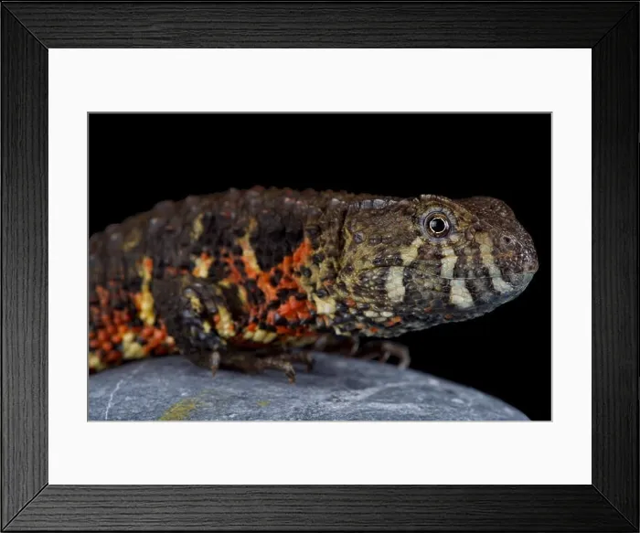 Framed Print : The Vietnamese crocodile lizard (Shinisaurus crocodilurus vietnamensis) was recently discovered and described in 2016
