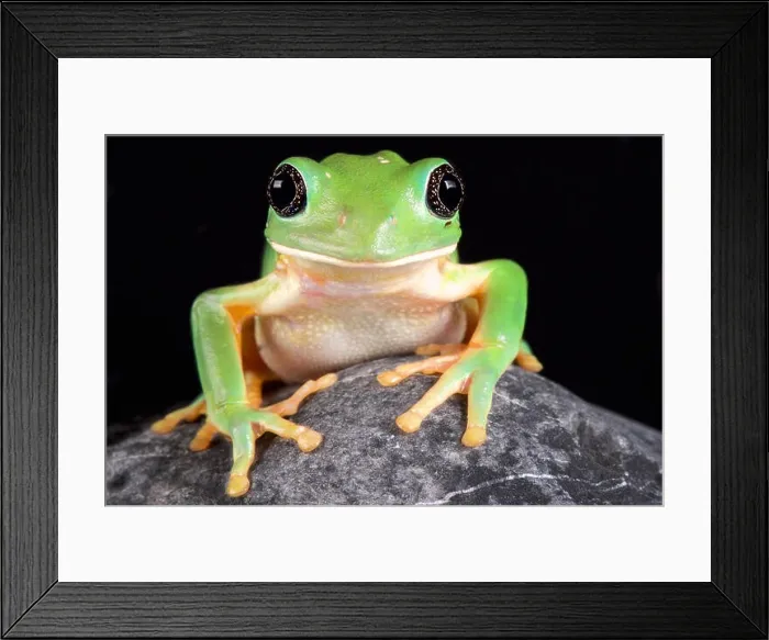 Framed Print : The Mexican leaf frog, (Pachymedusa dacnicolor) is a giant tree frog species endemic to Mexico Framed Print : The Mexican leaf frog, (Pachymedusa dacnicolor) is a giant tree frog species endemic to Mexico