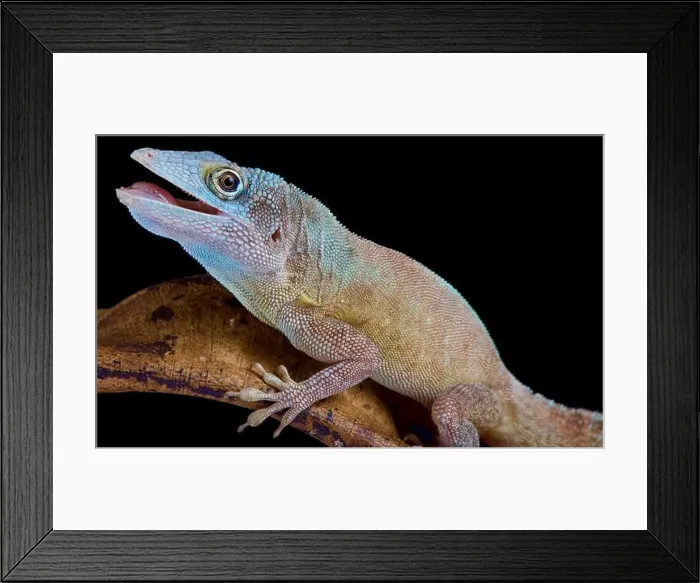 Framed Print : The Morne Constant Anole, Anolis ferreus Framed Print : The Morne Constant Anole, Anolis ferreus