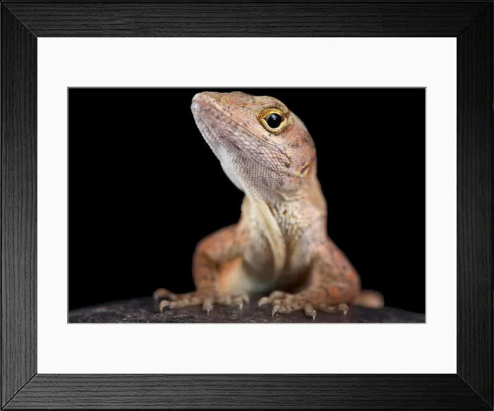 Framed Print : The brown anole (Anolis sagrei) also knwon as the Bahamas anole was native to the Bahamas and Cuba Framed Print : The brown anole (Anolis sagrei) also knwon as the Bahamas anole was native to the Bahamas and Cuba
