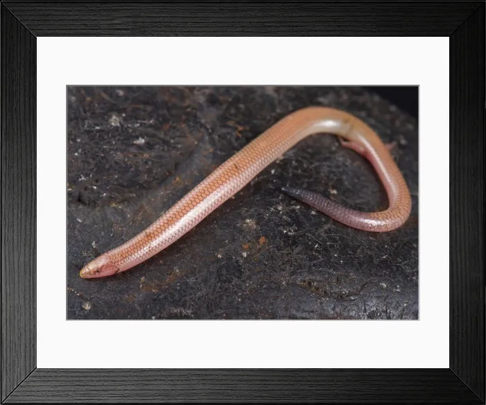 Framed Print : The Malagasy sand swimming skink (Voeltzkowia fierinensis) is a small wormlike lizard species with 2 tiny hind feed Framed Print : The Malagasy sand swimming skink (Voeltzkowia fierinensis) is a small wormlike lizard species with 2 tiny hind feed