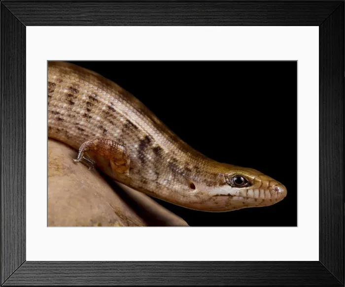 Framed Print : The Giant Hispaniolan galliwasp (Celestus warreni) is an endangered lizard species endemic to the island of Hispaniola Framed Print : The Giant Hispaniolan galliwasp (Celestus warreni) is an endangered lizard species endemic to the island of Hispaniola