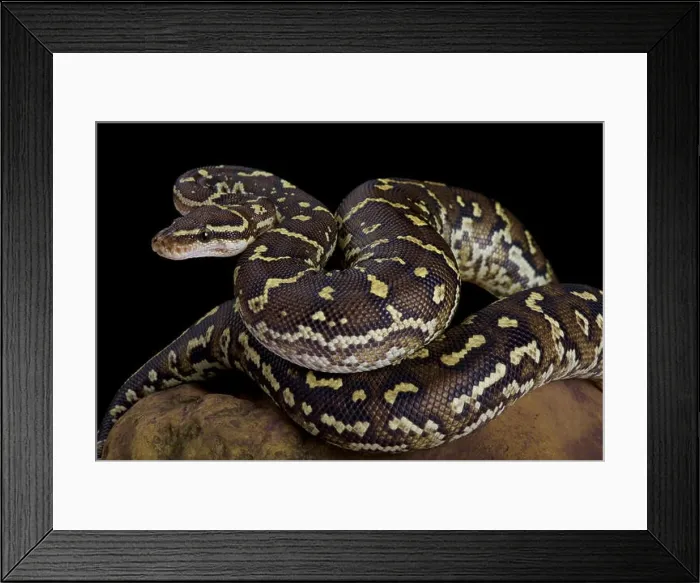 Framed Print : The Angola python, Python anchietae, is a rarely seen python species found in Angola and the extreme north of Namibia