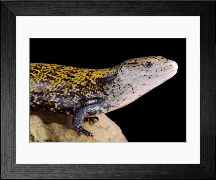 Framed Print : The kei island blue-tongued skink (Tiliqua gigas keyensis) is endemic to the Kei islands, part of Indonesia Framed Print : The kei island blue-tongued skink (Tiliqua gigas keyensis) is endemic to the Kei islands, part of Indonesia