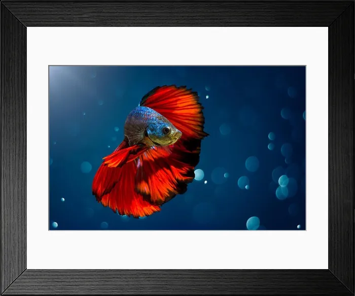 Framed Print : Fighting fish Red blue Light background with bokeh Framed Print : Fighting fish Red blue Light background with bokeh