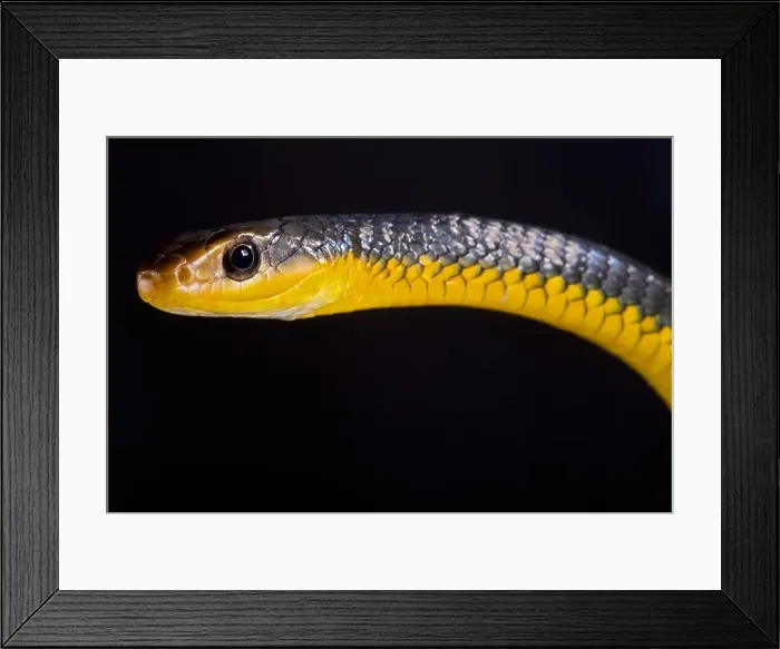 Framed Print : The Amazon whipsnake (Chironius carinatus) is a large (up to 3m) Framed Print : The Amazon whipsnake (Chironius carinatus) is a large (up to 3m)