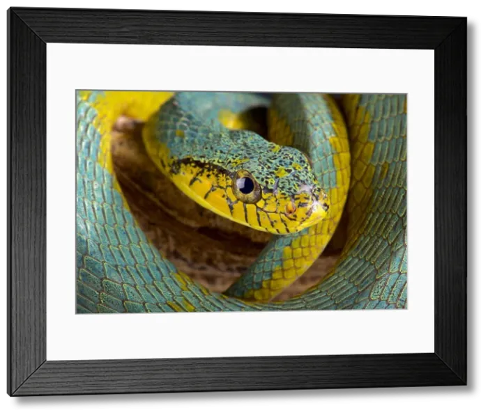 Framed Print : False palmviper (Xenodon werneri) Framed Print : False palmviper (Xenodon werneri)