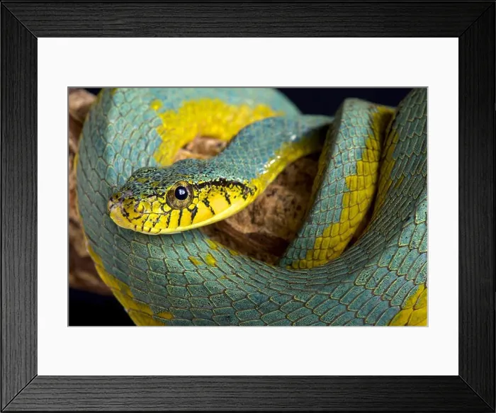 Framed Print : The False palmviper (Xenodon werneri) is a rarely seen viper (Bothrops bilineatus) Framed Print : The False palmviper (Xenodon werneri) is a rarely seen viper (Bothrops bilineatus)