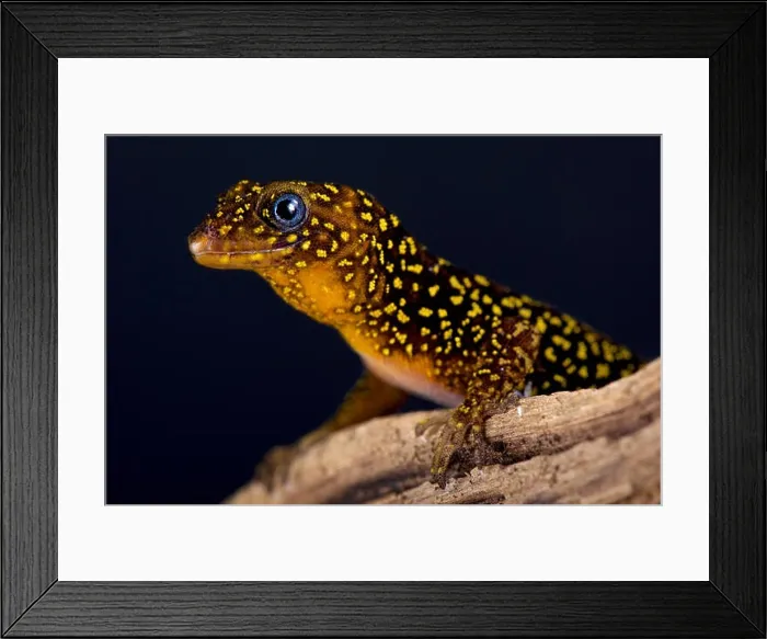 Framed Print : The Annulated gecko (Gonatodes annularis) Framed Print : The Annulated gecko (Gonatodes annularis)
