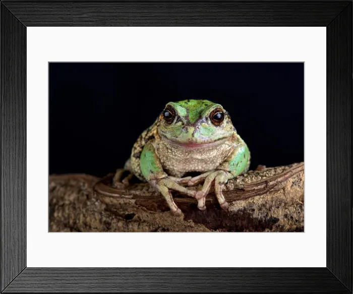 Framed Print : The Andean marsupial tree frog (Gastrotheca riobambae) Framed Print : The Andean marsupial tree frog (Gastrotheca riobambae)