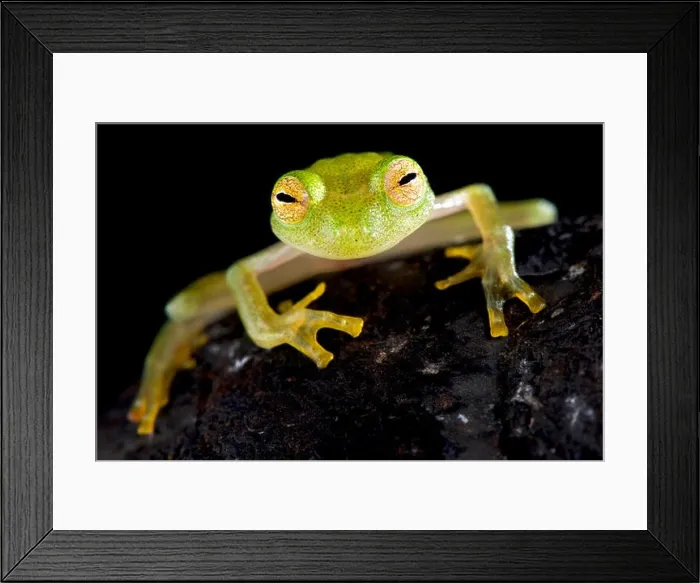 Framed Print : Glass frog (Hyalinobatrachium cappellie) Framed Print : Glass frog (Hyalinobatrachium cappellie)