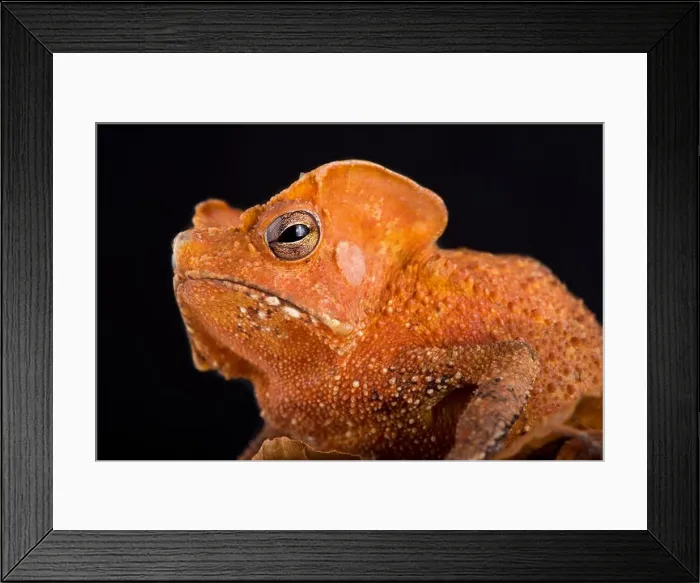 Framed Print : The Guiana Shield Leaf Toad (Rhinella lescurei) is a bizar