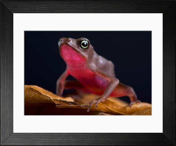 Framed Print : Central coast stubfoot toad (Atelophus franciscus) Framed Print : Central coast stubfoot toad (Atelophus franciscus)