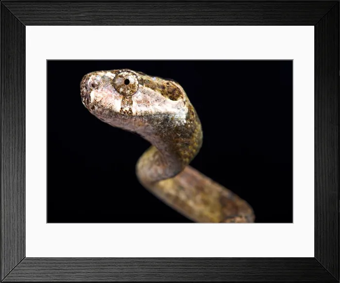 Framed Print : The Blunthead slug snake (Aplopeltura boa) is a specialized snail eating snake species found in Southeast Asia Framed Print : The Blunthead slug snake (Aplopeltura boa) is a specialized snail eating snake species found in Southeast Asia