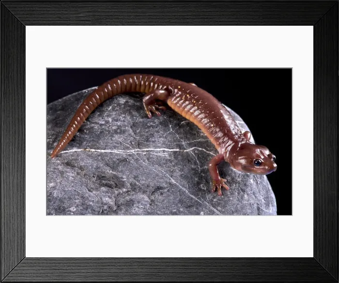 Framed Print : The arboreal salamander (Aneides lugubris) Framed Print : The arboreal salamander (Aneides lugubris)
