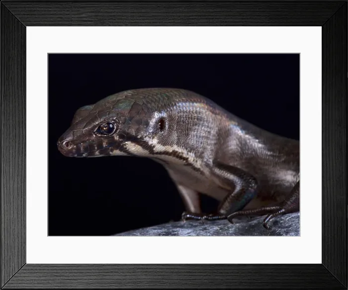 Framed Print : Odd-chinned Giant Skink (Eugongylus mentovarius) is a giant predatory skink species endemic to Halmahera island Framed Print : Odd-chinned Giant Skink (Eugongylus mentovarius) is a giant predatory skink species endemic to Halmahera island