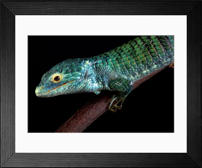 Framed Print : Bocourt's arboreal alligator lizard (Abronia vasconcelosii) Framed Print : Bocourt's arboreal alligator lizard (Abronia vasconcelosii)