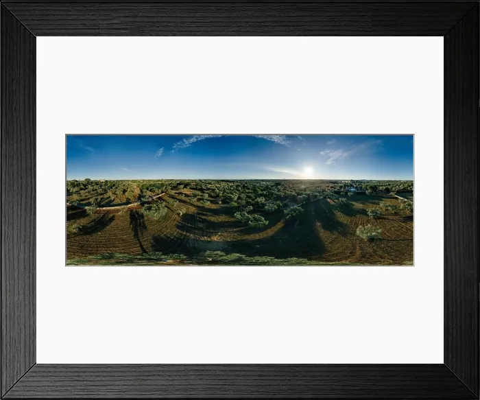 Framed Print : Olive tree in field summer in sunnyApulla Italy Drone 360 VR Framed Print : Olive tree in field summer in sunnyApulla Italy Drone 360 VR