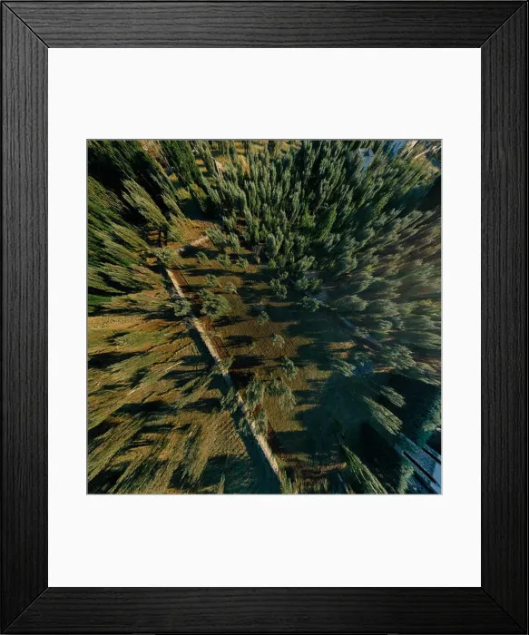 Framed Print : Olive tree in field summer in sunnyApulla Italy Drone 360 VR Framed Print : Olive tree in field summer in sunnyApulla Italy Drone 360 VR