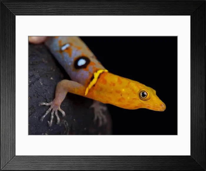 Framed Print : The Ocellated day gecko (Gonatodes ocellatus) is a spectacular lizard species endemic to Trinidad and Tobago Framed Print : The Ocellated day gecko (Gonatodes ocellatus) is a spectacular lizard species endemic to Trinidad and Tobago