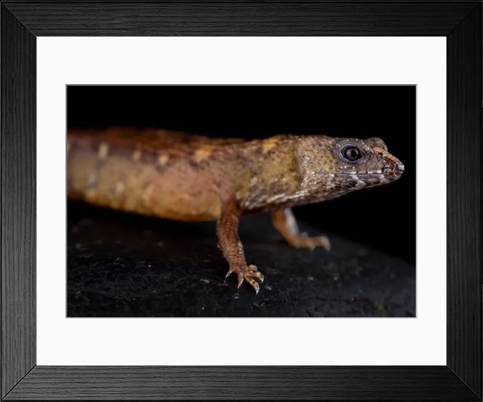 Framed Print : The Chinese water skink (Tropidophorus sinicus) is a semi-aquatic lizard species found in southern China Framed Print : The Chinese water skink (Tropidophorus sinicus) is a semi-aquatic lizard species found in southern China
