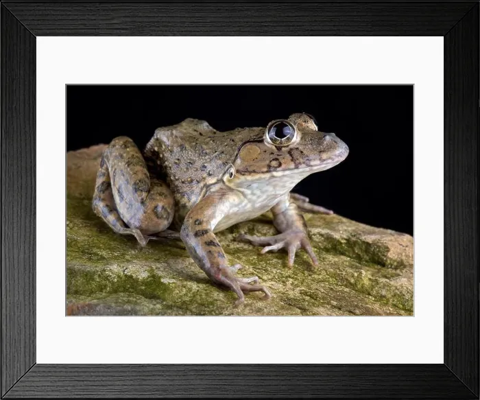 Framed Print : This species is widespread from central Framed Print : This species is widespread from central