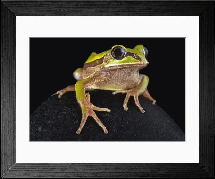 Framed Print : The Big-eyed frog (Leptopelis nordequatorialis)is found on savannas in northern Cameroon Framed Print : The Big-eyed frog (Leptopelis nordequatorialis)is found on savannas in northern Cameroon