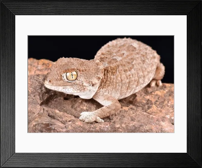 Framed Print : The helmeted gecko (Tarentola chazaliae) is native to Western Sahara Framed Print : The helmeted gecko (Tarentola chazaliae) is native to Western Sahara