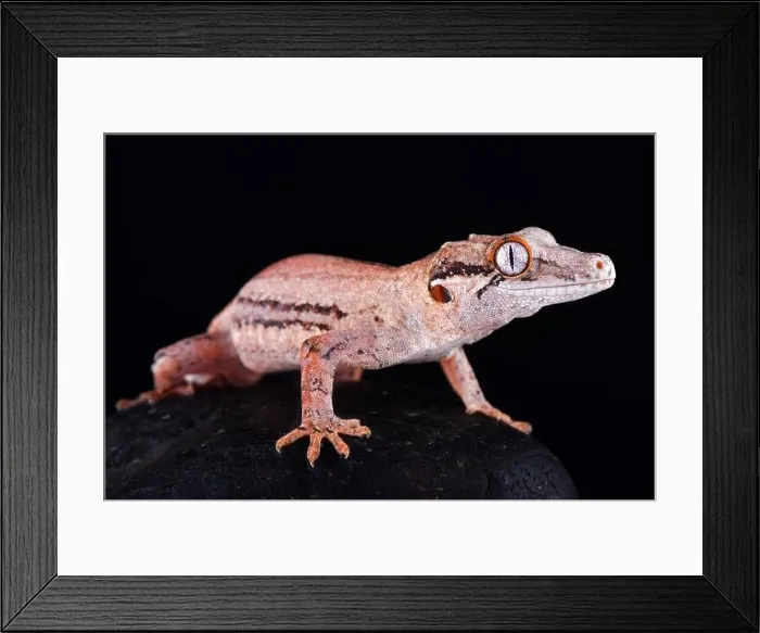 Framed Print : The Gargoyle gecko (Rhacodactylus auriculatus) is a medium sized, endangered, gecko species endemic to New Caledonia Framed Print : The Gargoyle gecko (Rhacodactylus auriculatus) is a medium sized, endangered, gecko species endemic to New Caledonia