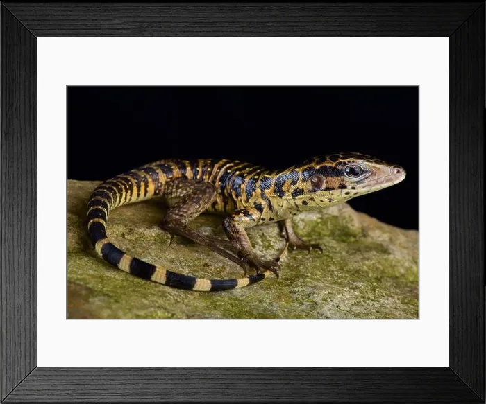 Framed Print : The Golden tegu (Tupinambis teguixin) is a large Framed Print : The Golden tegu (Tupinambis teguixin) is a large